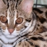 Leopard cat - što trebate znati o predstavnicima pasmine?